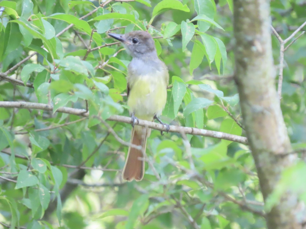 Great Crested Flycatcher - ML607175741
