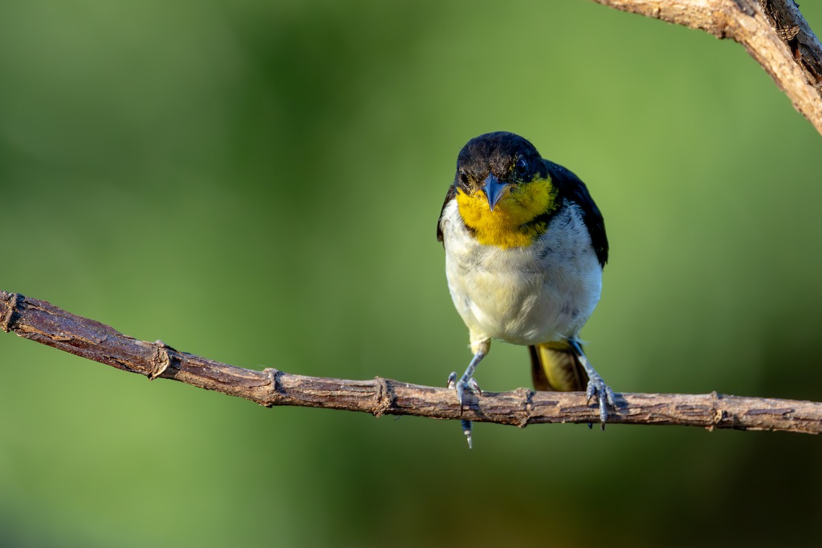 Yellow-backed Tanager - ML607175881