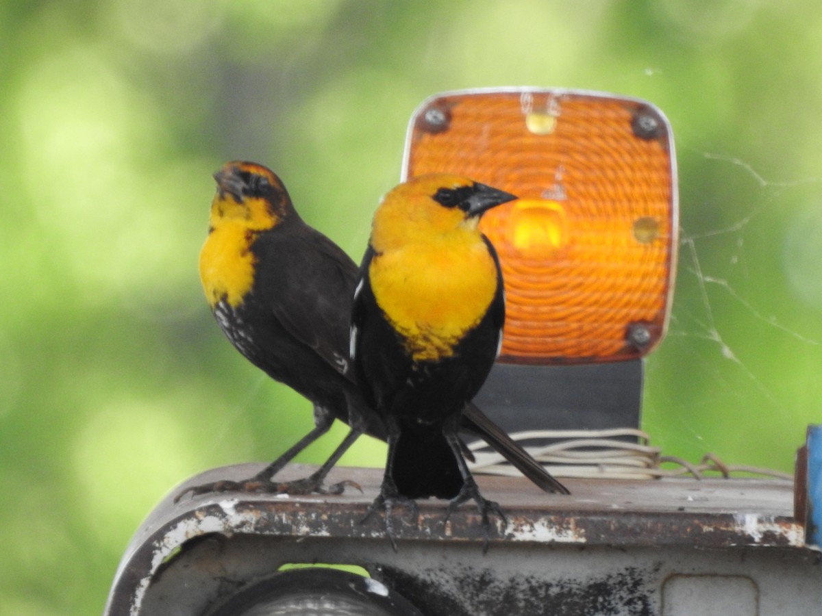 Yellow-headed Blackbird - John Dillon