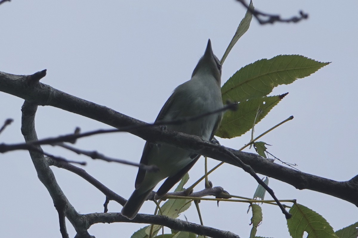 Kızıl Gözlü Vireo - ML607179441