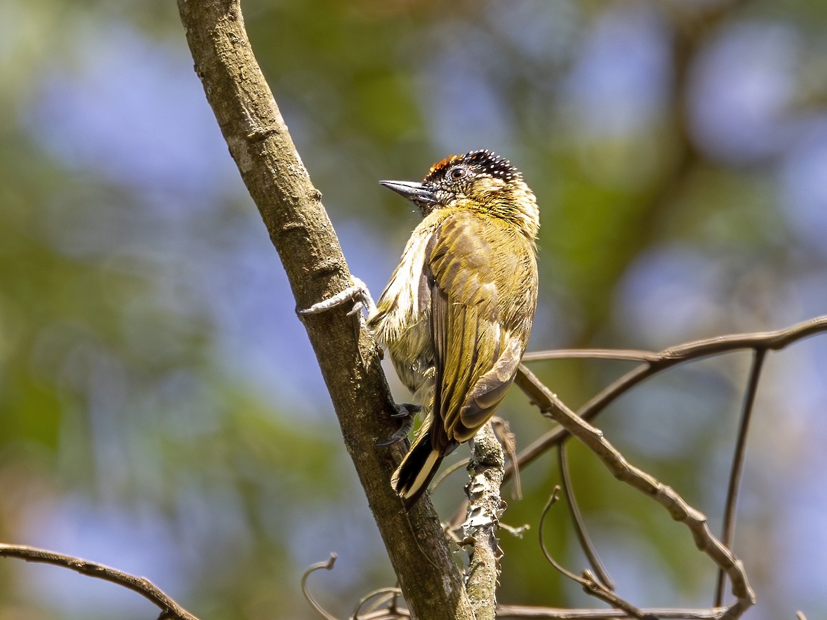 Olivaceous Piculet - ML607181351