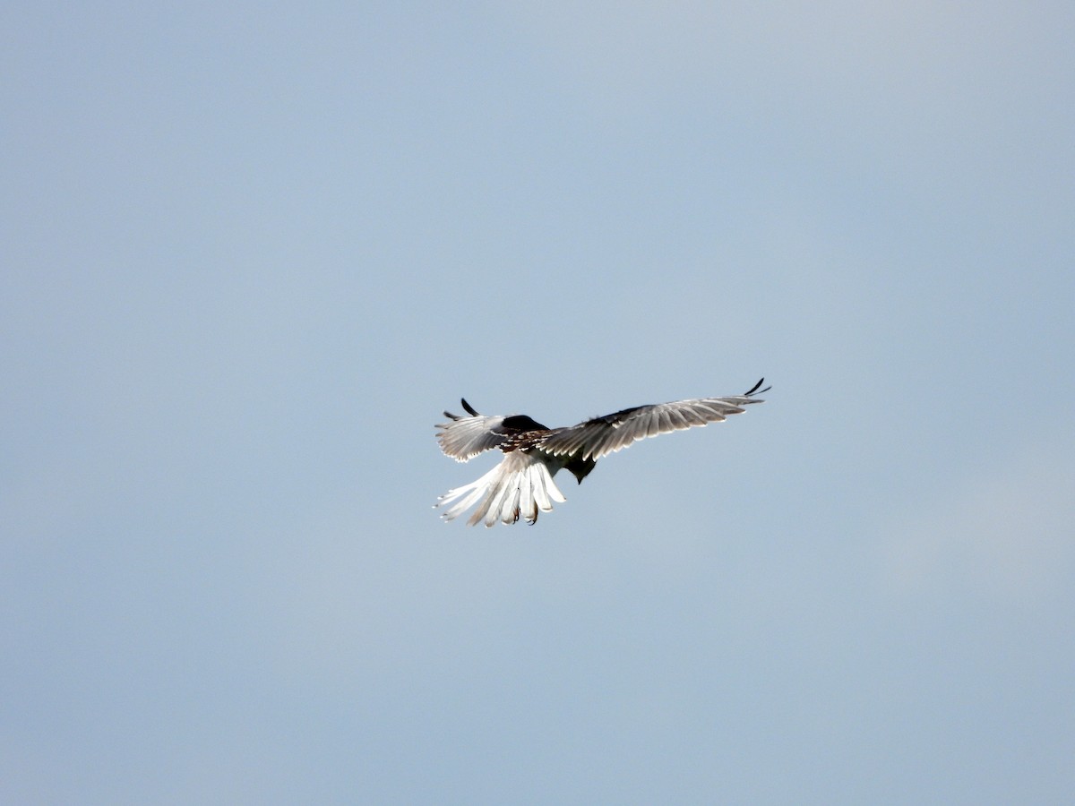 White-tailed Kite - ML607182081