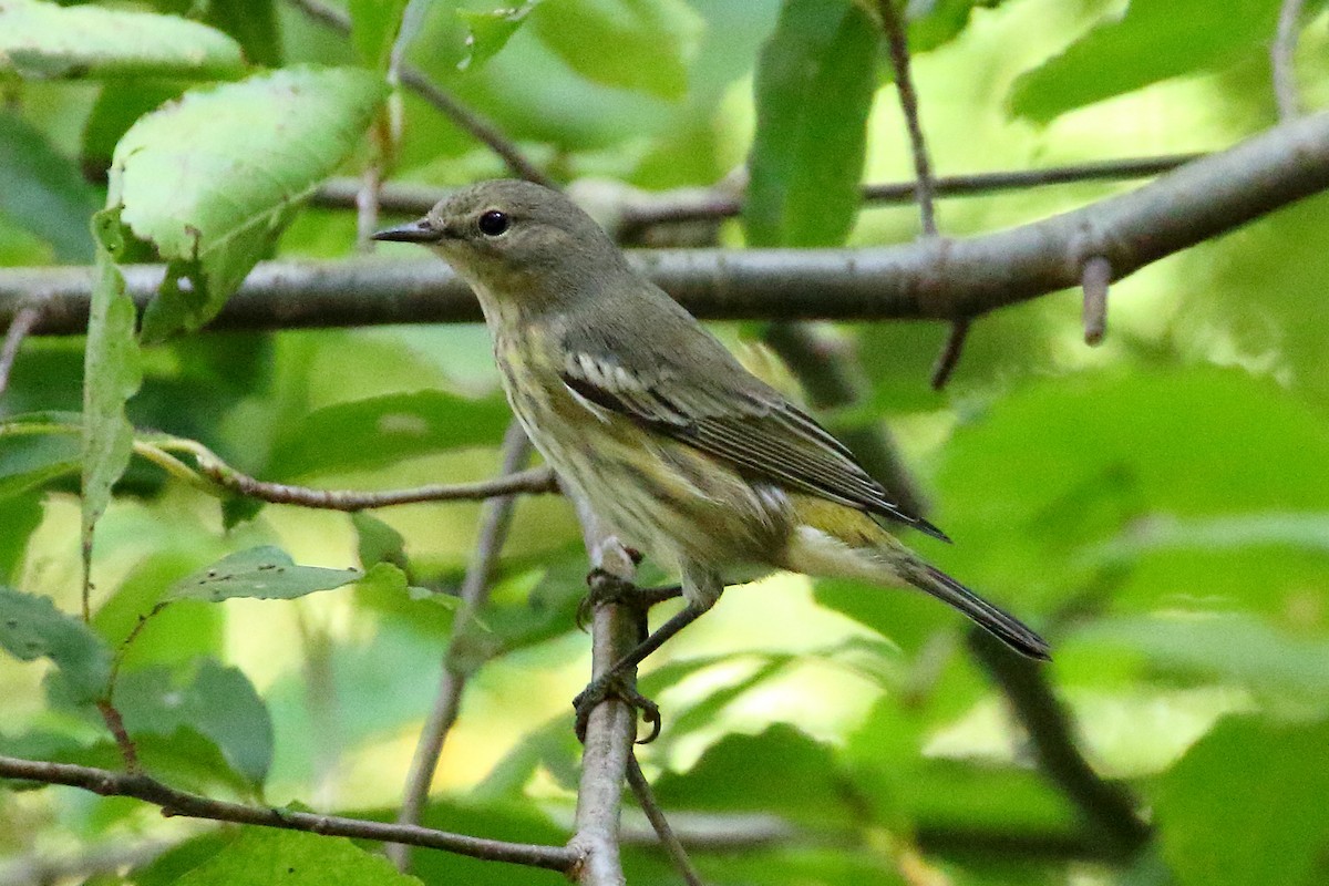 eBird Checklist - 26 Aug 2023 - Line Bridge Rd - 24 species