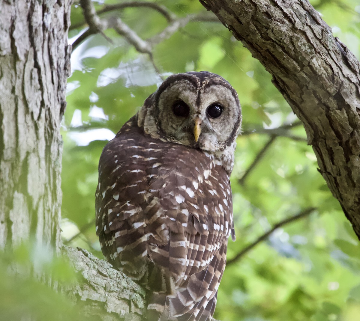 ML607184391 - Barred Owl - Macaulay Library