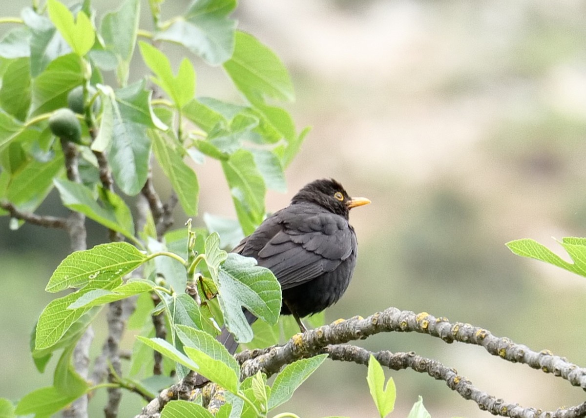 Eurasian Blackbird - ML607185071