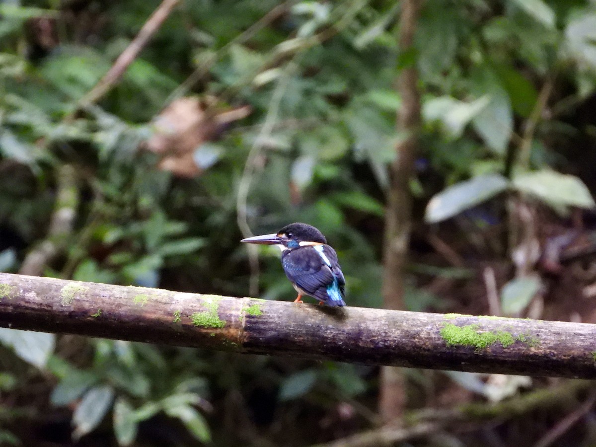 Malaysian Blue-banded Kingfisher - ML607186371