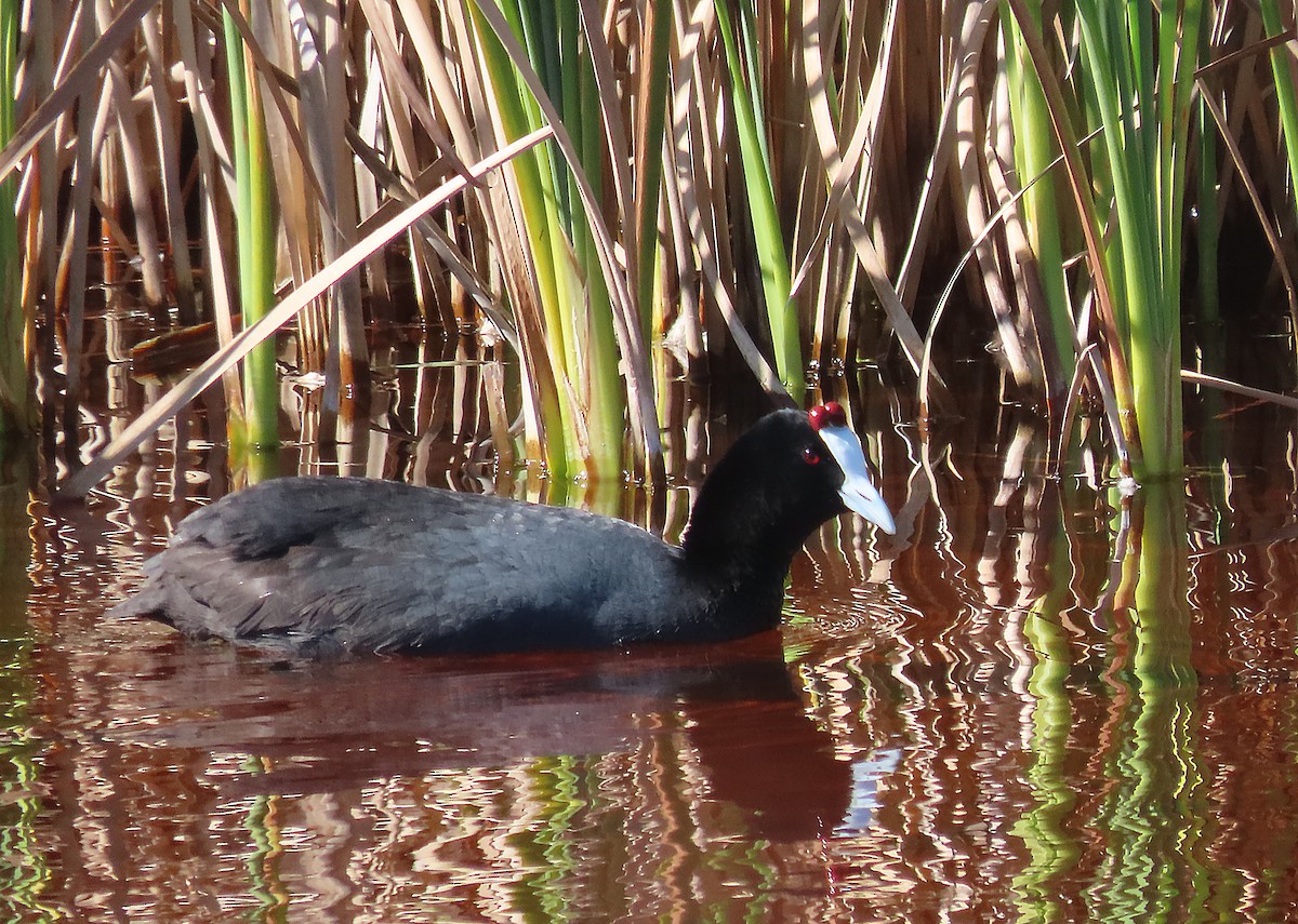 Red-knobbed Coot - ML607198441