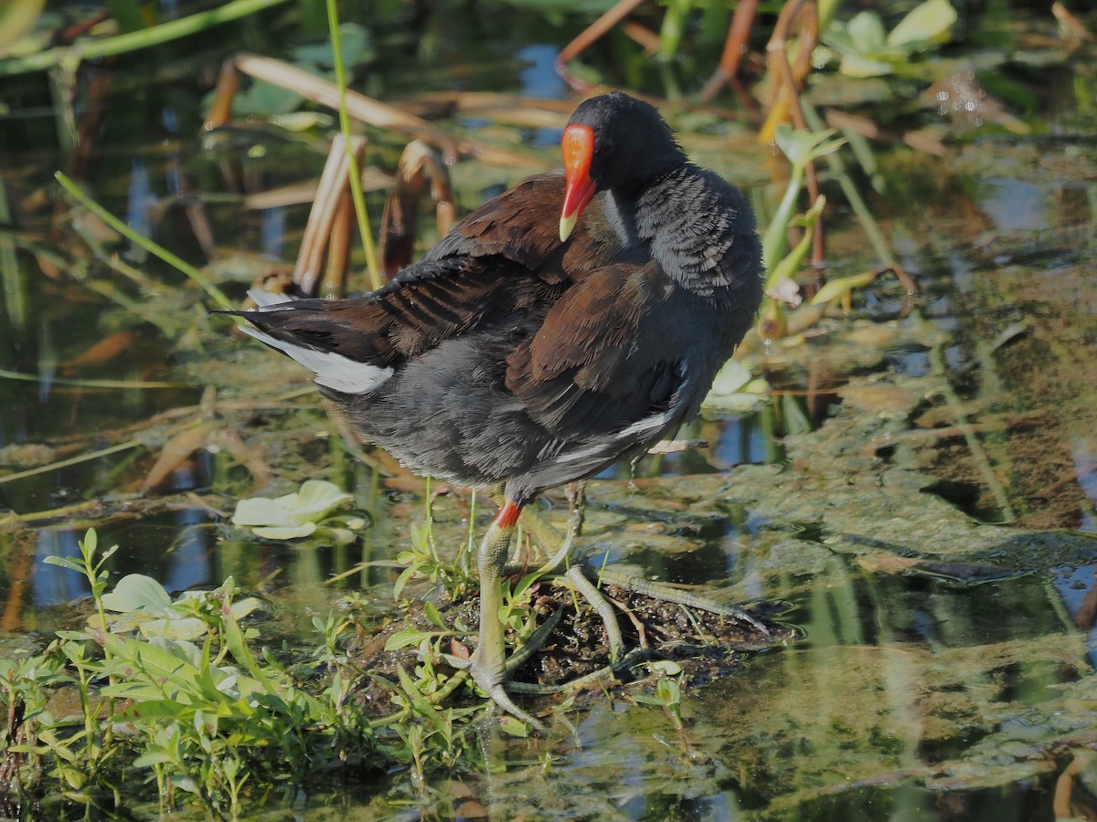 eBird Checklist 25 Aug 2023 The Celery Fields 18 species