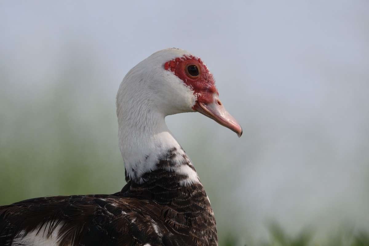Muscovy Duck (Domestic type) - ML607203231