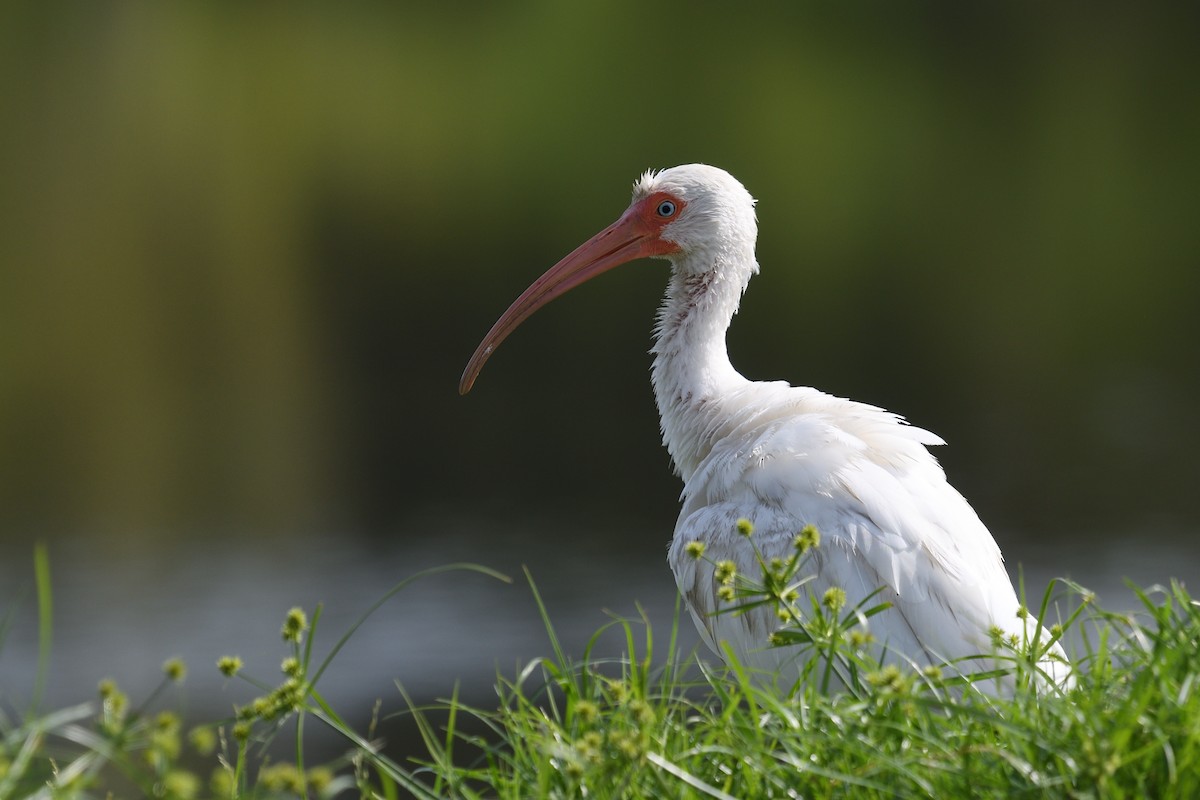 ibis bílý - ML607203381