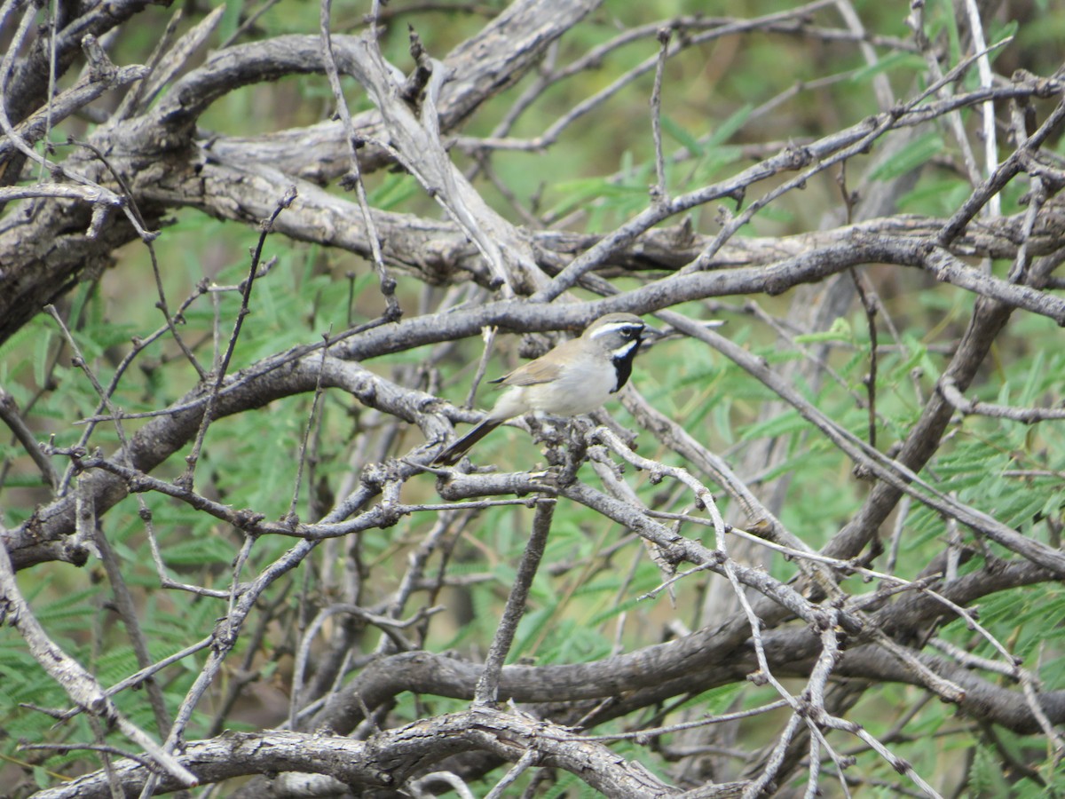 Black-throated Sparrow - ML607206601