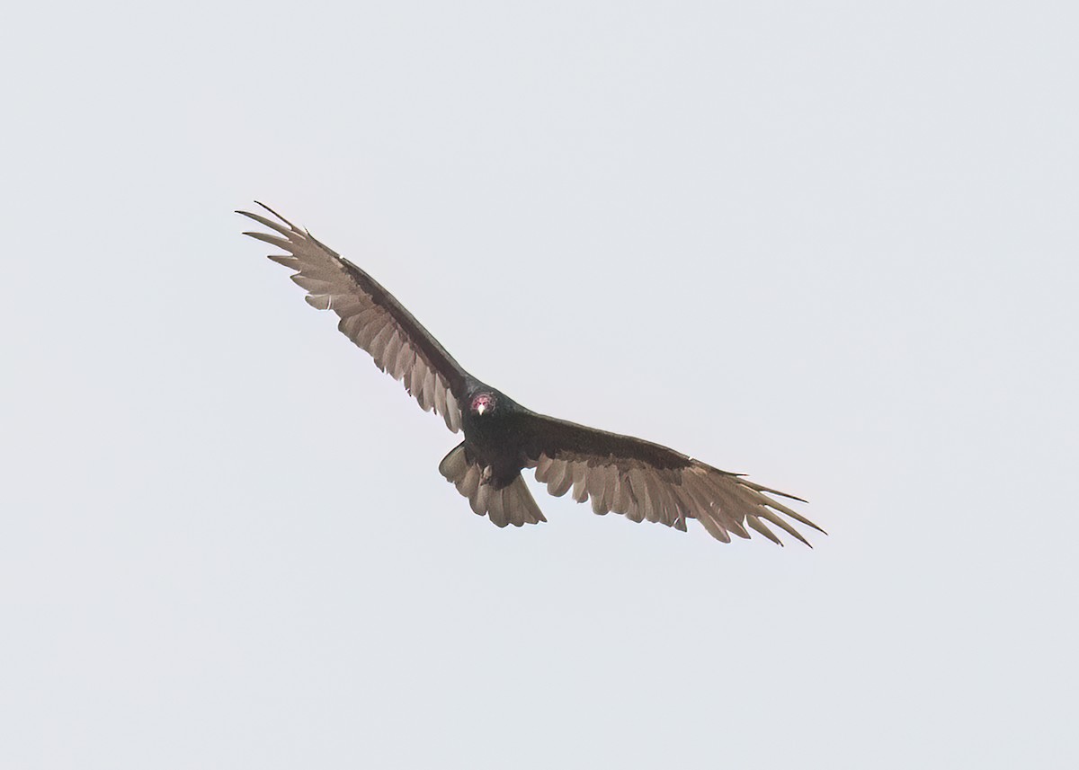Turkey Vulture - ML607210331