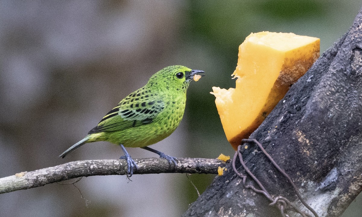 Yellow-bellied Tanager - ML607210701