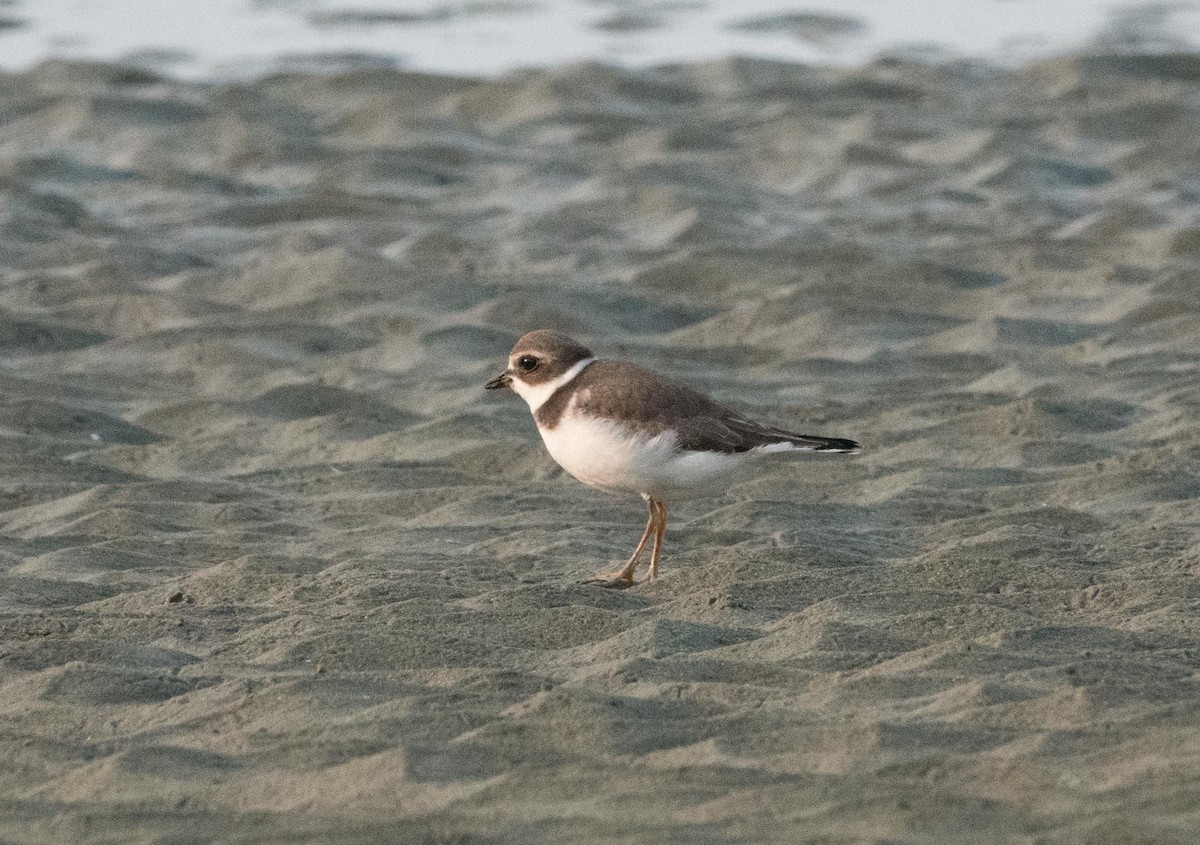 Semipalmated Plover - ML607210851