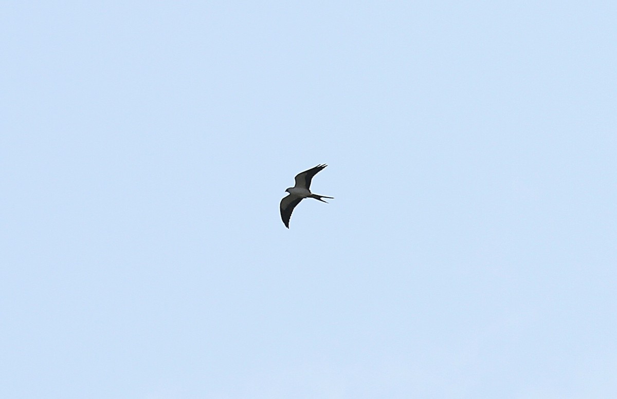 Swallow-tailed Kite - ML607215731