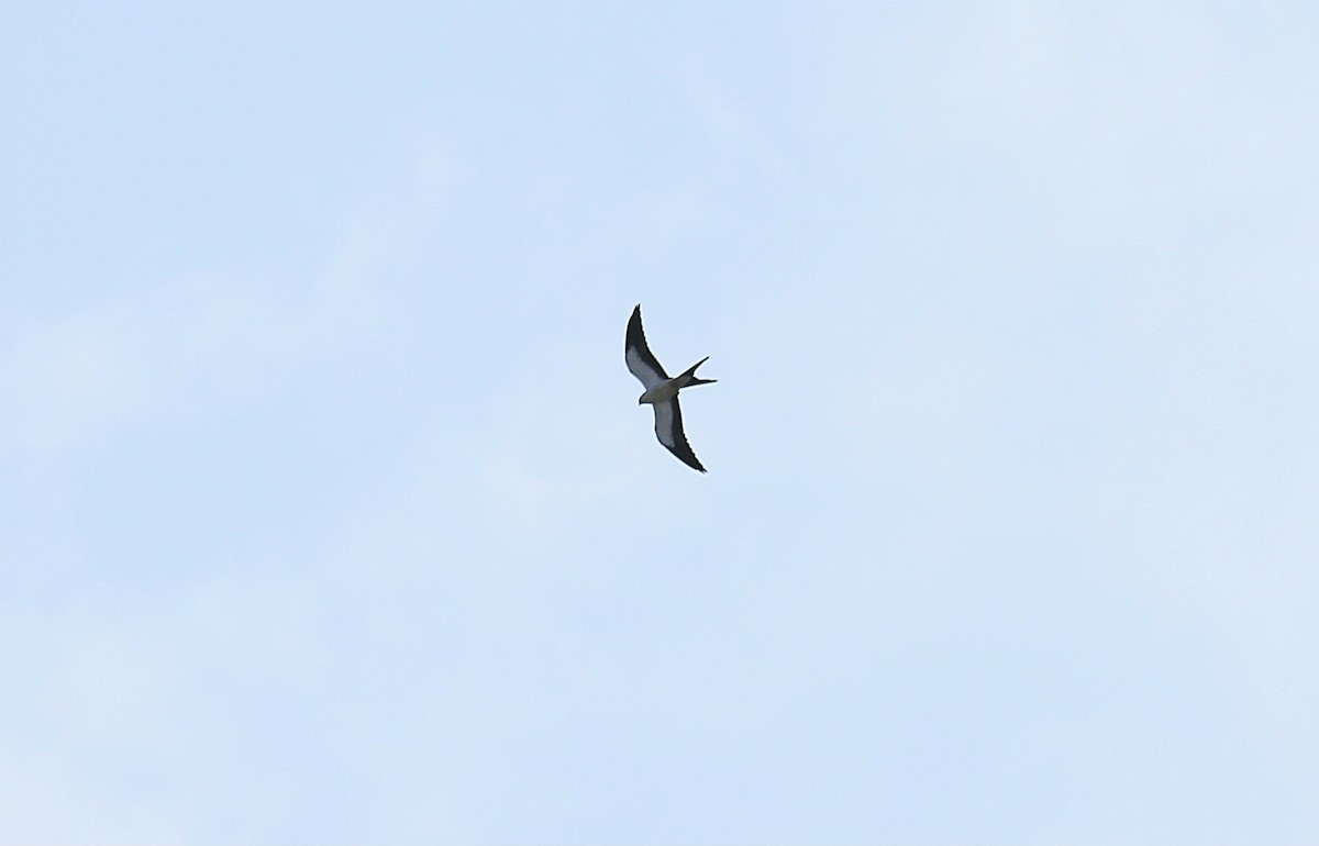 Swallow-tailed Kite - ML607215741