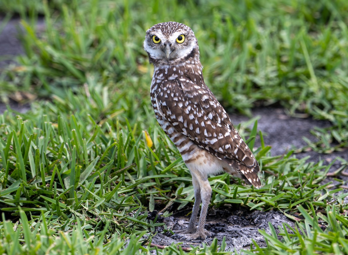 Burrowing Owl - ML607217211