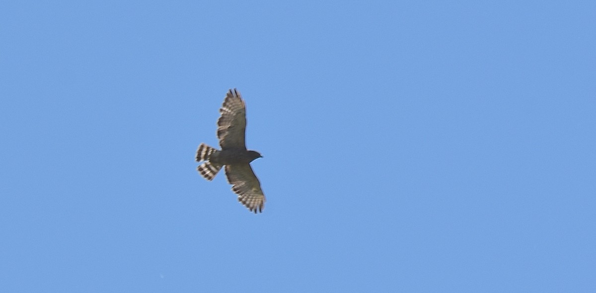 Broad-winged Hawk - COA Club d'ornithologie d'Ahuntsic
