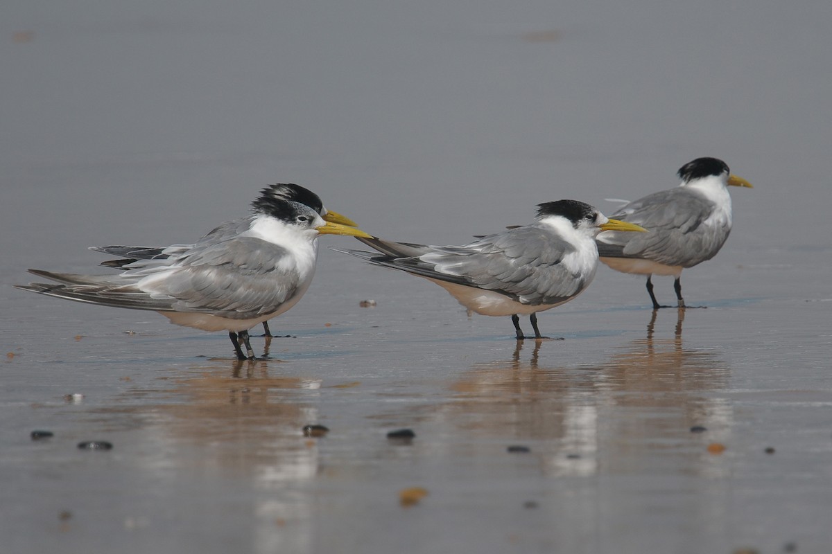 Great Crested Tern - ML607220631