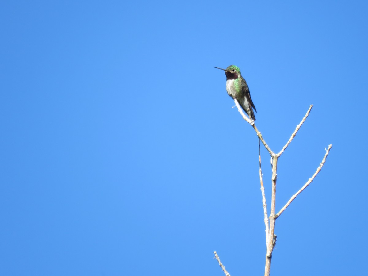Broad-tailed Hummingbird - Suzi Holt