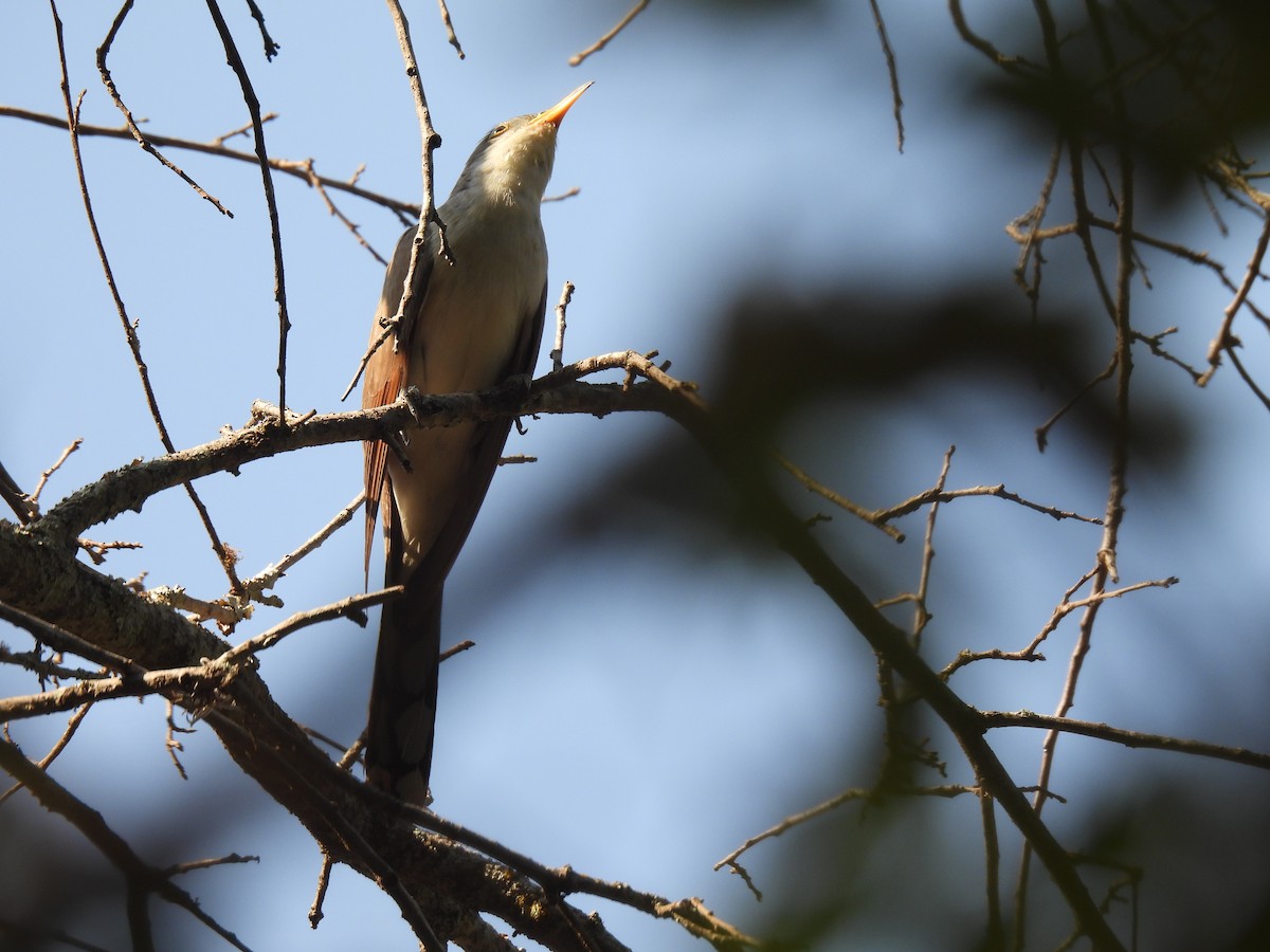 eBird Checklist 26 Aug 2023 Brackenridge Field Labs (U.Tx.) 32