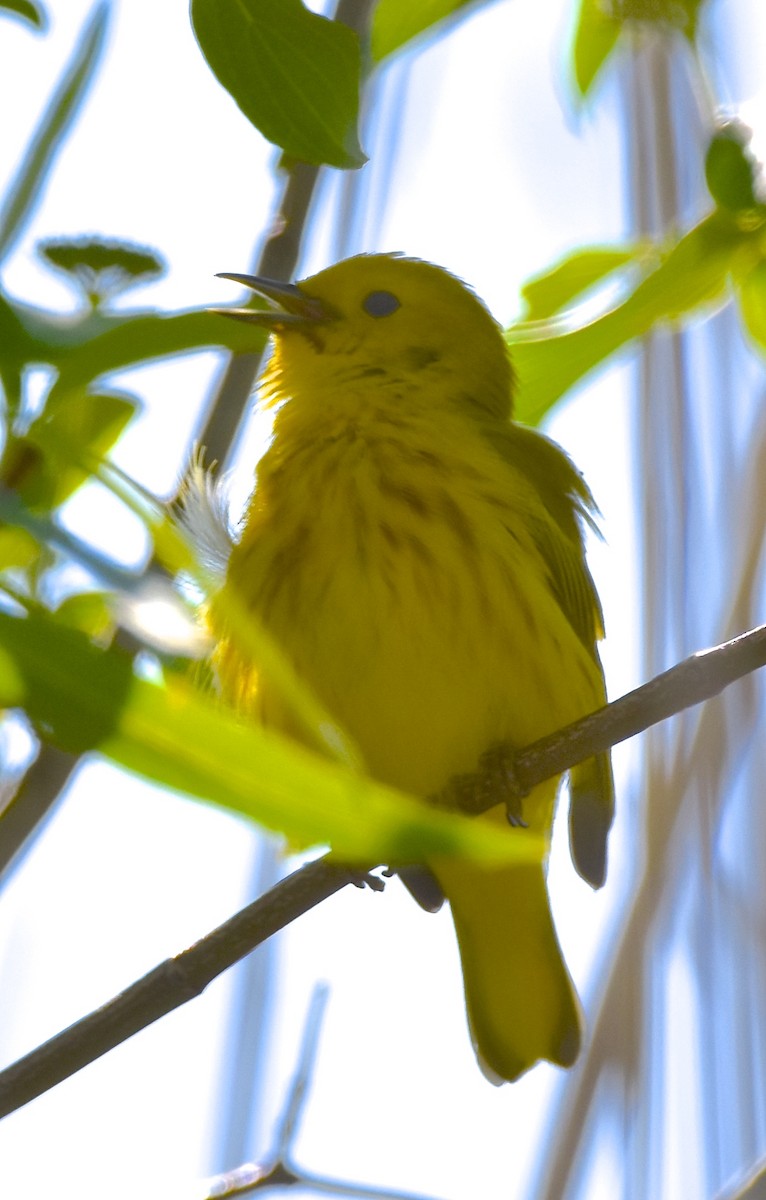 Yellow Warbler - COA Club d'ornithologie d'Ahuntsic