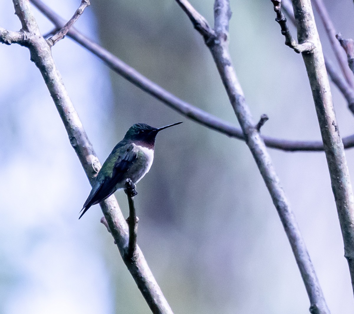 Ebird Checklist Aug Yellow Creek Sp Iba Species Other Taxa