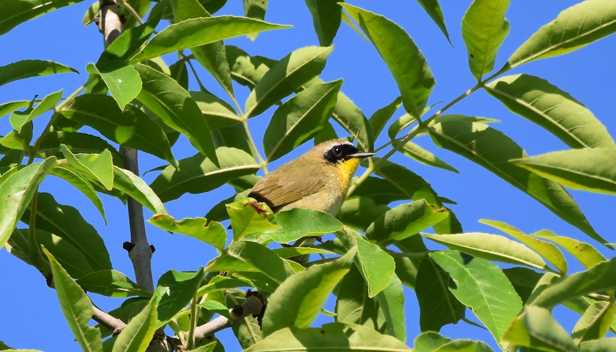 Common Yellowthroat - COA Club d'ornithologie d'Ahuntsic