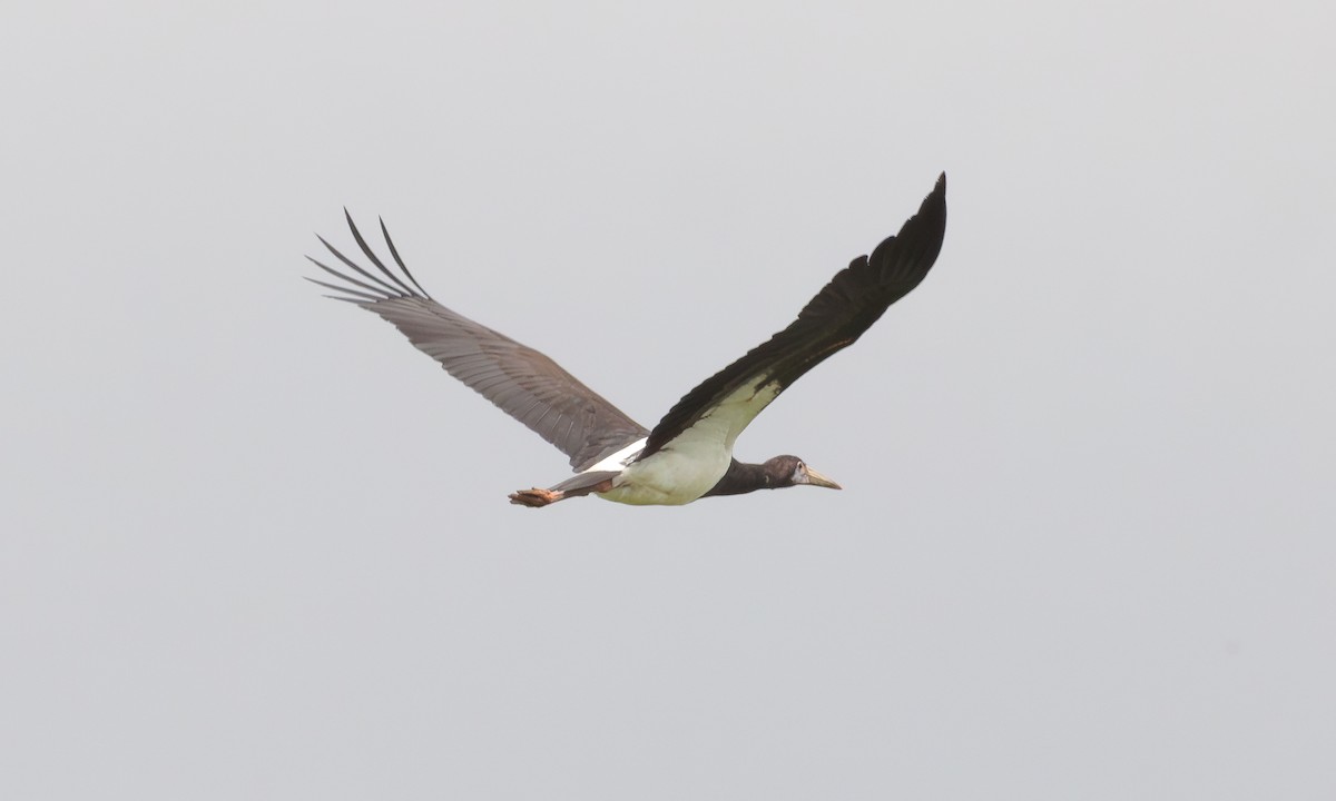 Abdim's Stork - ML607238191