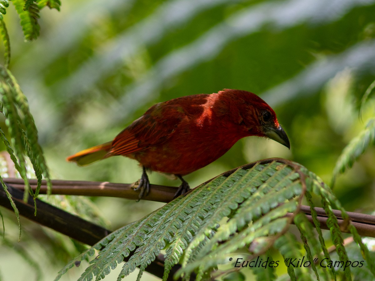 Hepatic Tanager (Highland) - ML607238231
