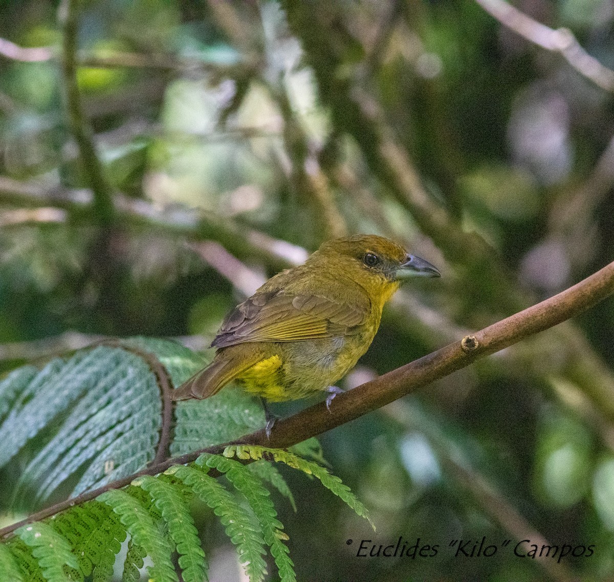 Hepatic Tanager (Highland) - ML607238241