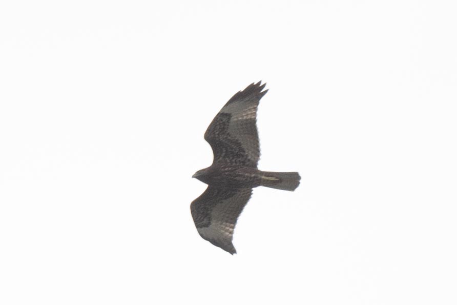 Zone-tailed Hawk - ML607242091