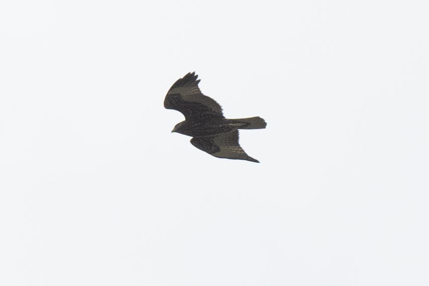 Zone-tailed Hawk - ML607242121