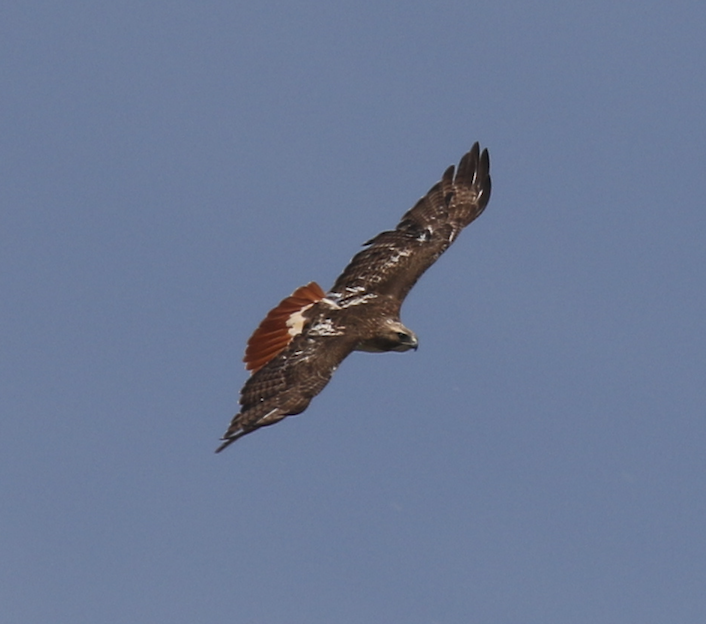Red-tailed Hawk - Paul Jacyk 🦉