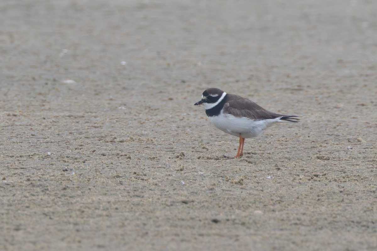 Common Ringed Plover - ML607247861
