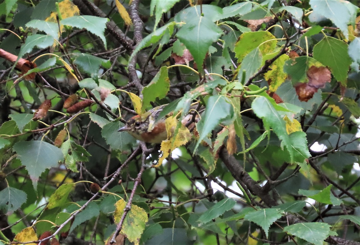 Bay-breasted Warbler - tom aversa