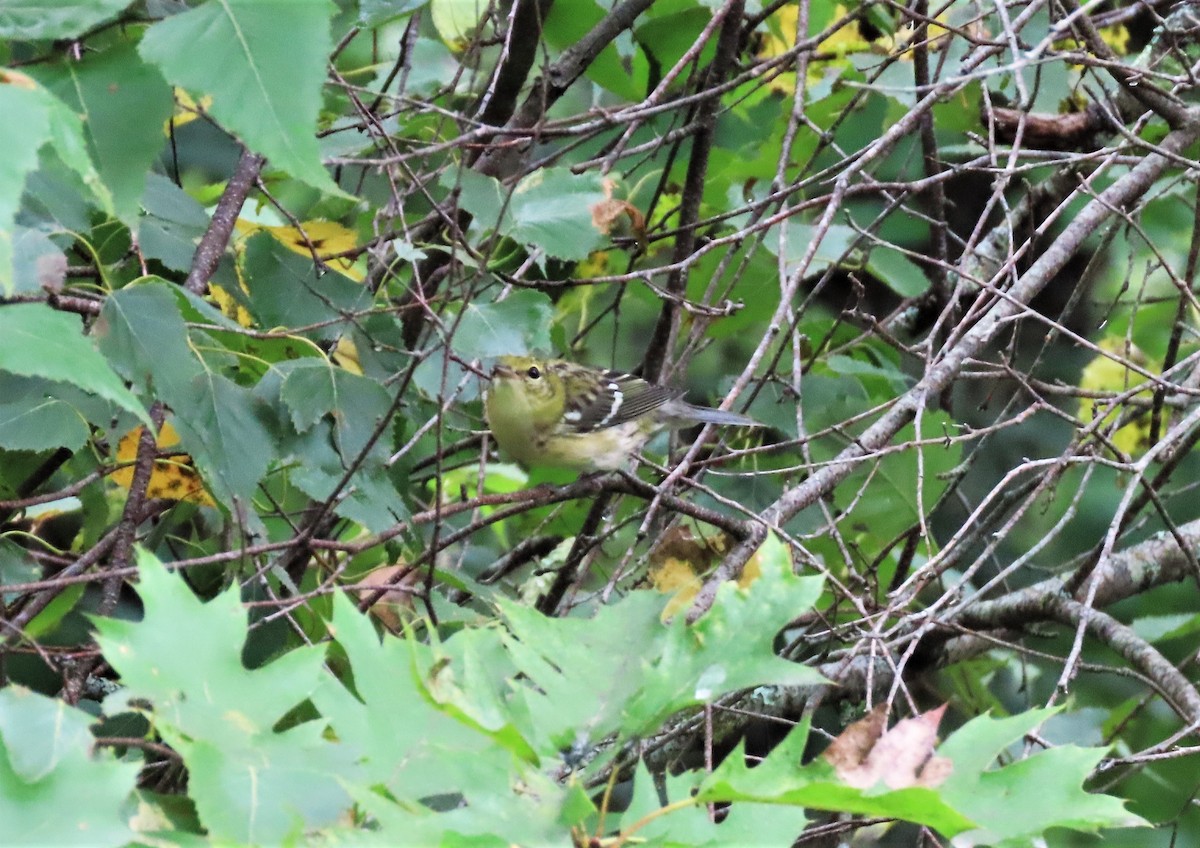 Bay-breasted Warbler - ML607248701