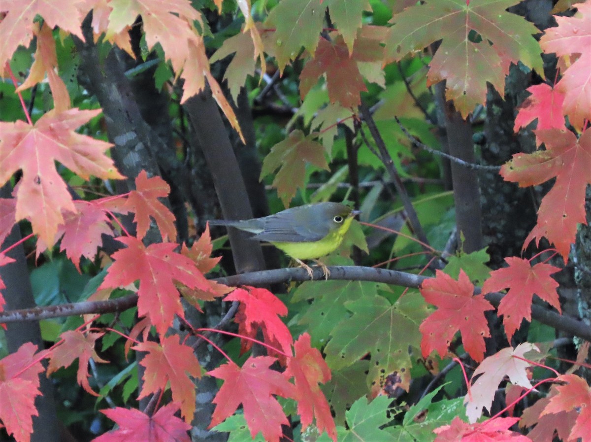 Canada Warbler - tom aversa