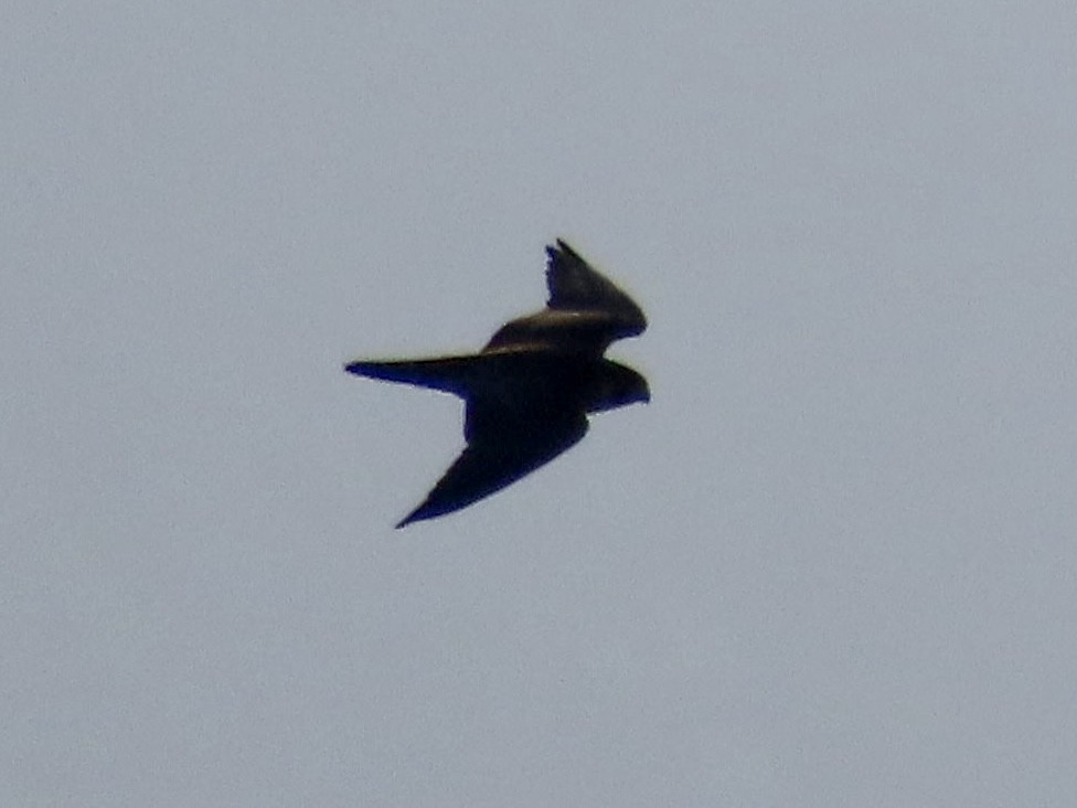 ub. falk (Falco sp.) - ML607250841