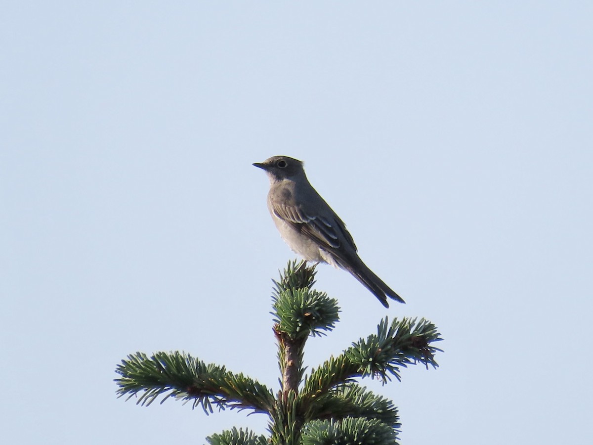 Townsend's Solitaire - Merlyn (J.J.) Blue