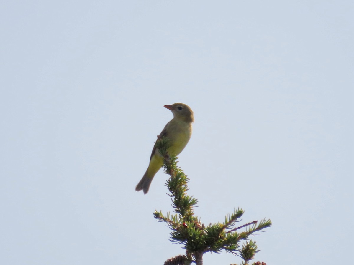 Western Tanager - ML607251801