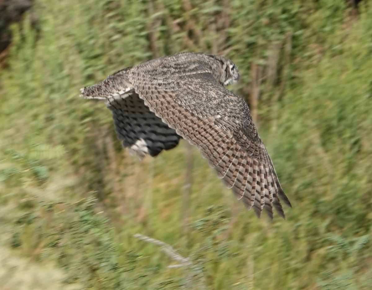 Great Horned Owl - ML607252501