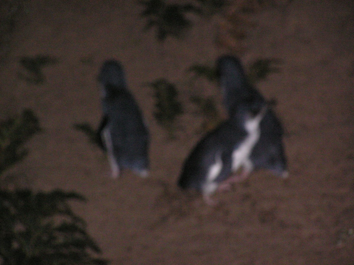 Пінгвін малий - ML607253891