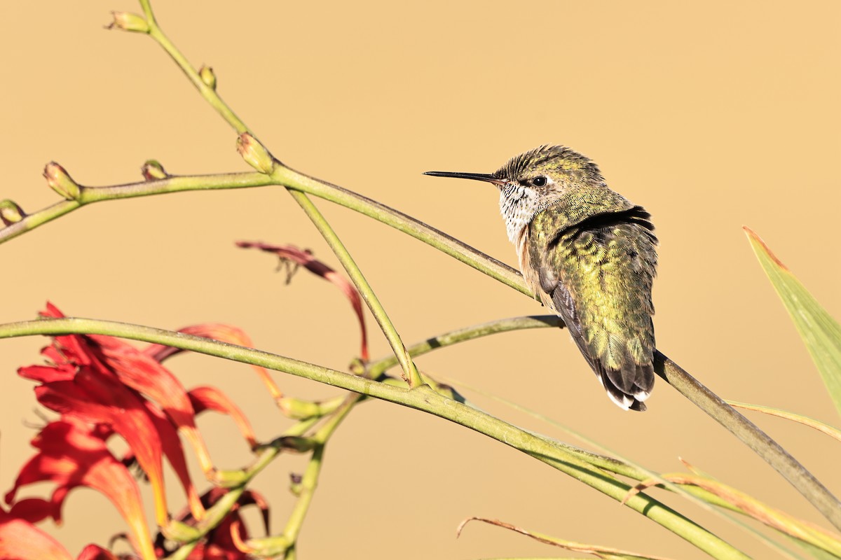 Rufous Hummingbird - ML607255521