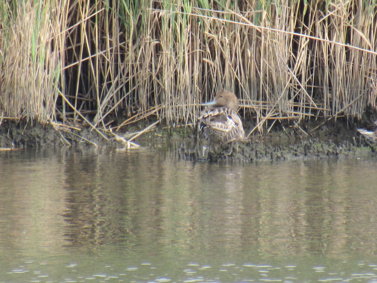 Ebird Checklist Aug Richard W Dekorte Park Species