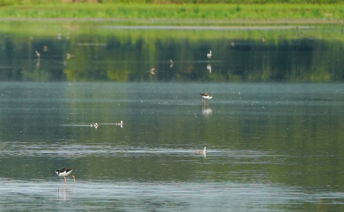 eBird Checklist 26 Aug 2023 Bald Knob NWR 29 species (+1 other taxa)