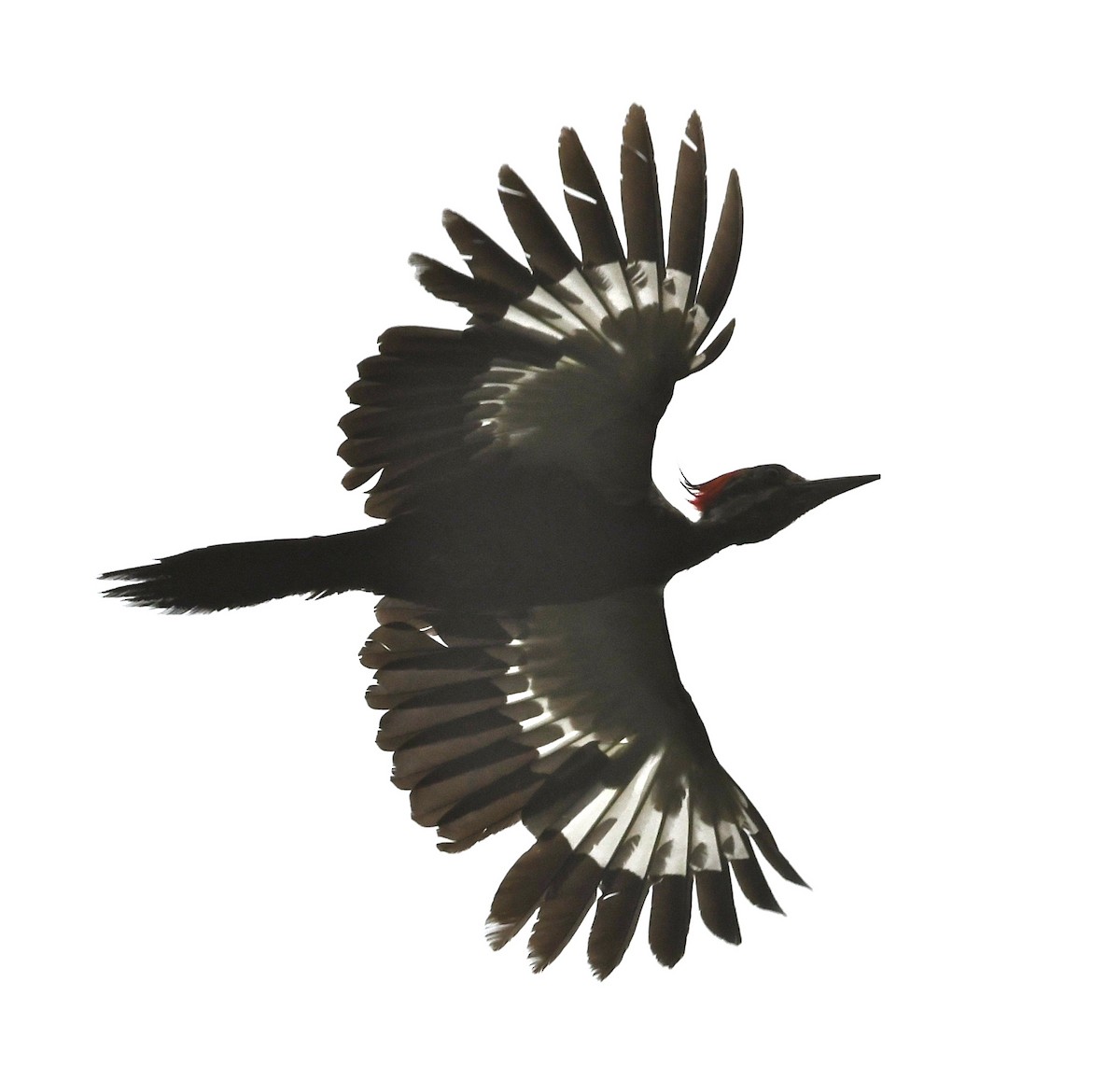 Pileated Woodpecker - ML60726151