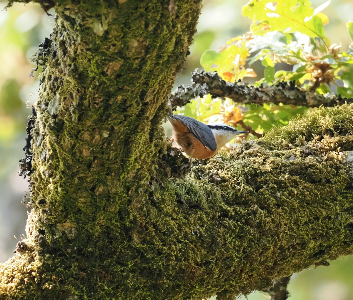 Red-breasted Nuthatch - ML607262551