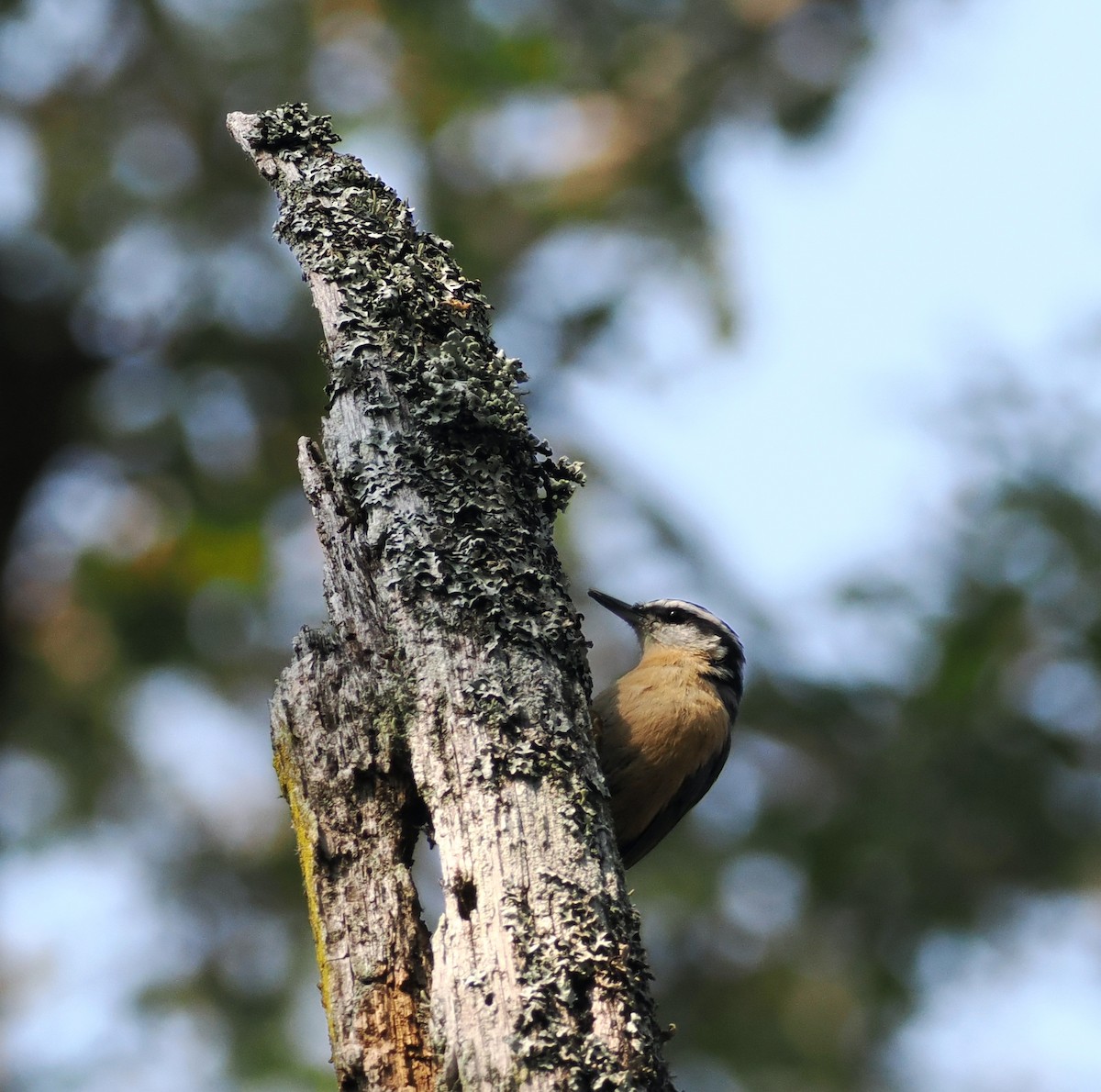 Red-breasted Nuthatch - ML607262661