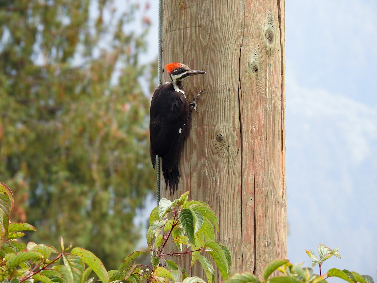 Pileated Woodpecker - ML607263111